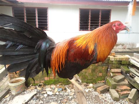 black jap gamefowl|BREEDING THE OLD LINES: SHUFFLER,..